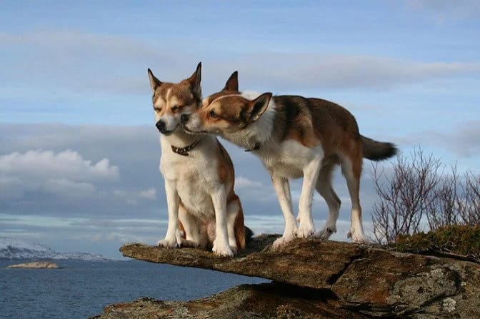 Secondary image of Norwegian Lundehund dog breed