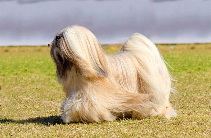 Secondary image of Lhasa Apso dog breed