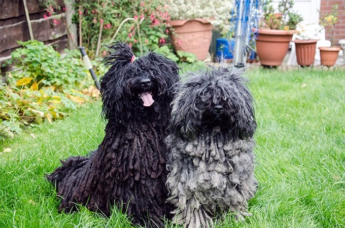 Secondary image of Puli dog breed