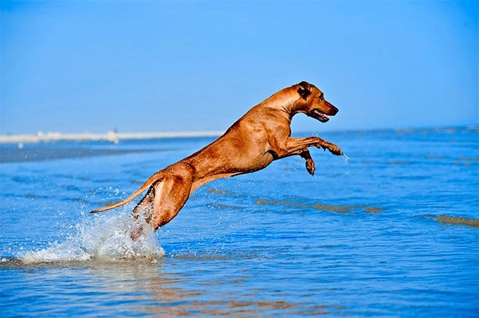 Secondary image of Rhodesian Ridgeback dog breed