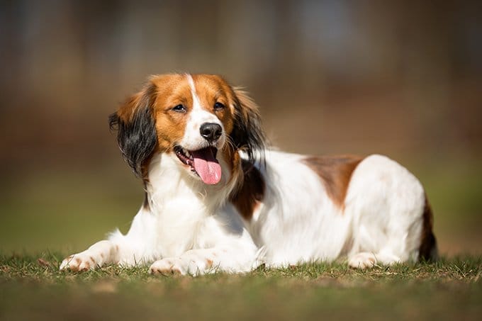 Secondary image of Kooikerhondje dog breed