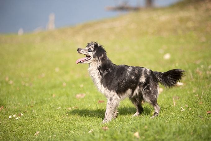 Secondary image of Pyrenean Shepherd dog breed