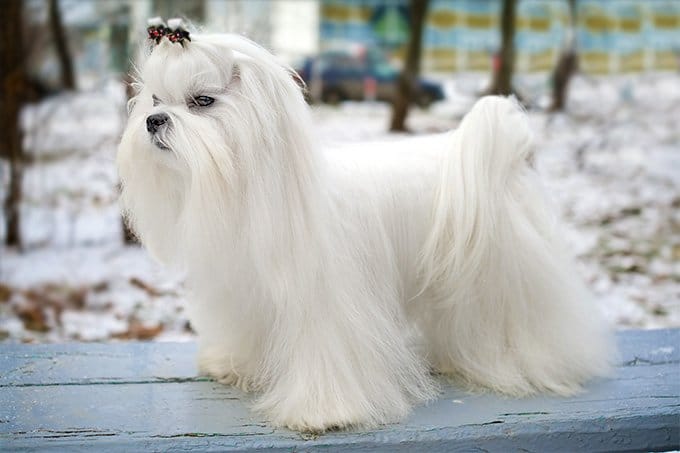 Secondary image of Maltese dog breed