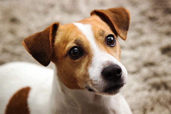 Secondary image of Jack Russell Terrier dog breed