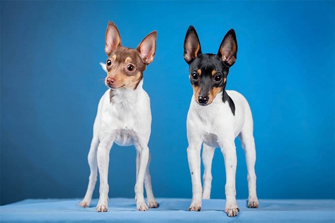 Secondary image of Toy Fox Terrier dog breed