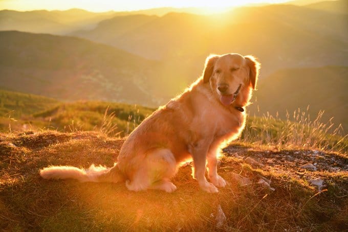 Secondary image of Golden Retriever dog breed