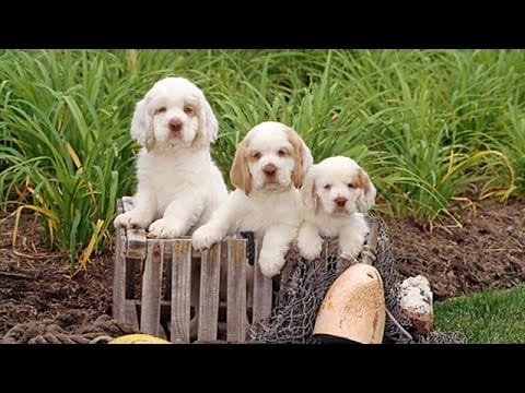 Secondary image of Clumber Spaniel dog breed