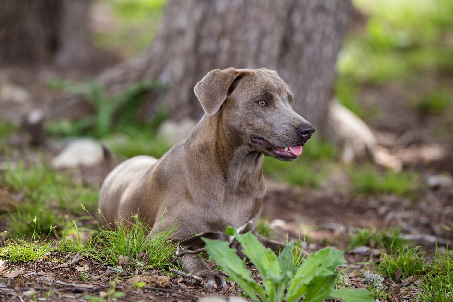 Secondary image of Blue Lacy dog breed