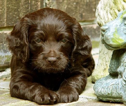 Secondary image of Boykin Spaniel dog breed