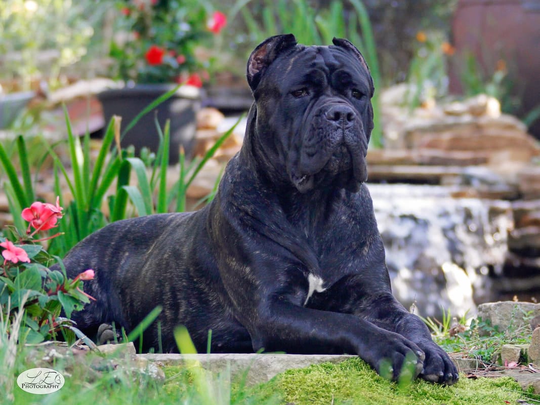 Secondary image of Cane Corso dog breed