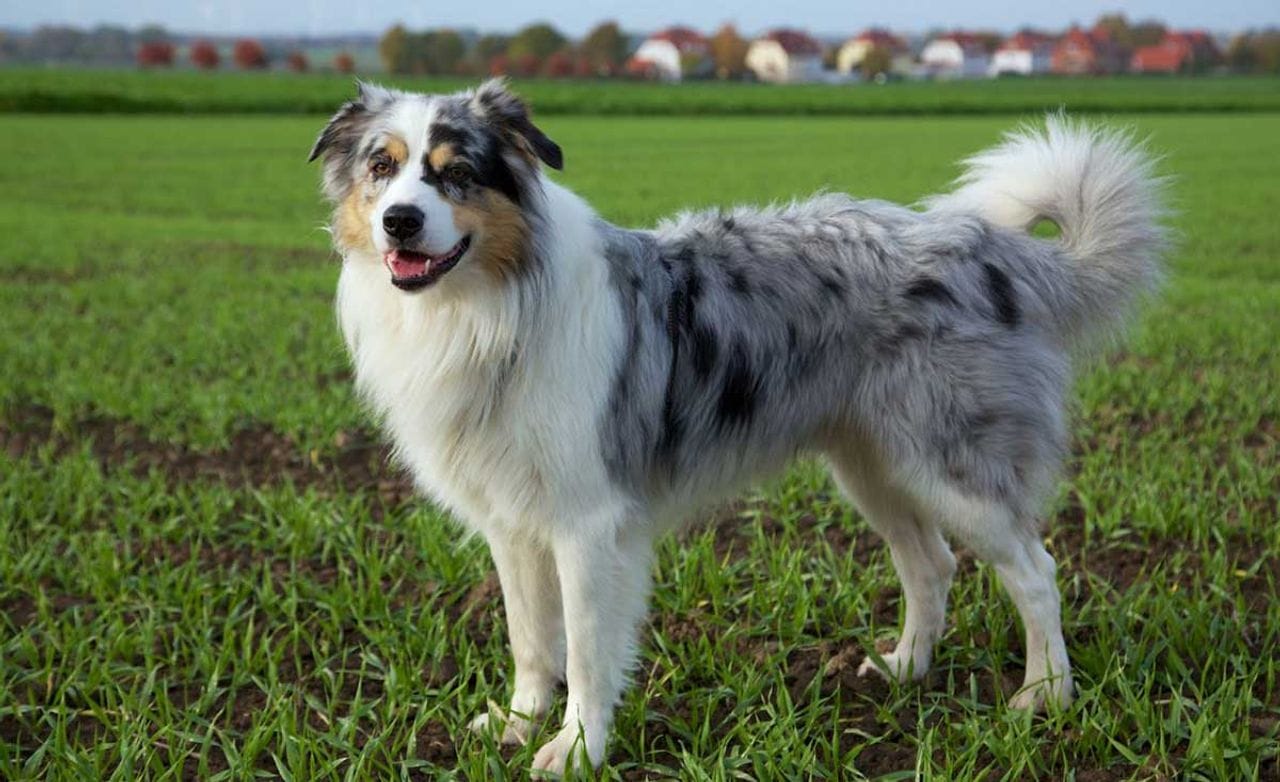 Secondary image of Australian Shepherd dog breed