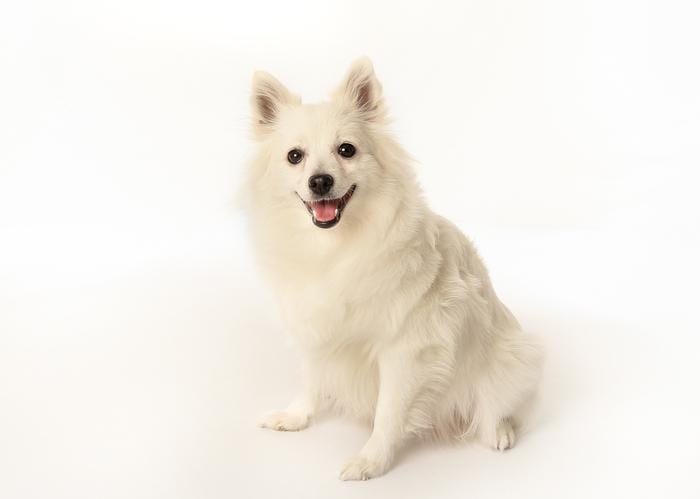 Secondary image of Volpino Italiano dog breed