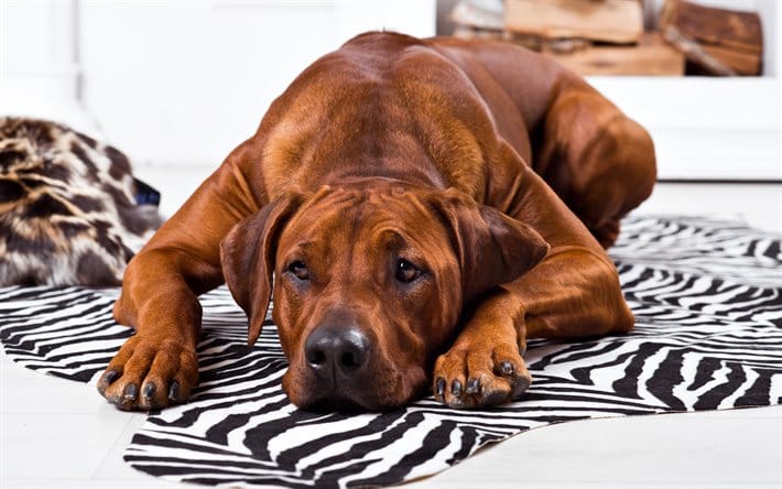 Secondary image of Rhodesian Ridgeback dog breed