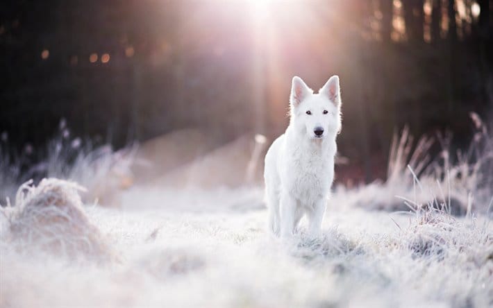 Secondary image of White Shepherd dog breed