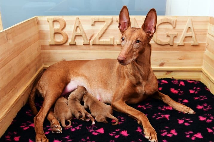 Secondary image of Pharaoh Hound dog breed