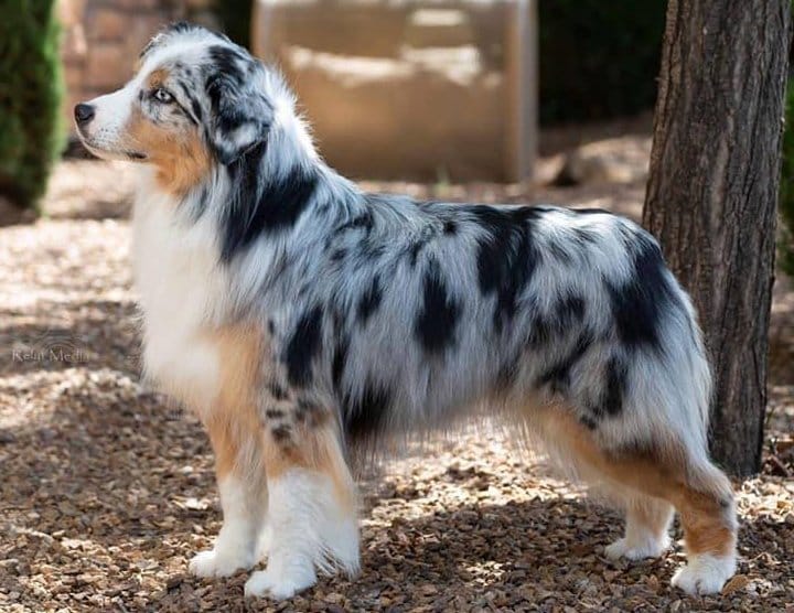 Secondary image of Miniature American Shepherd dog breed