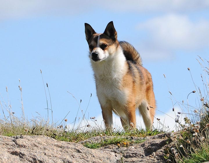 Secondary image of Norwegian Lundehund dog breed