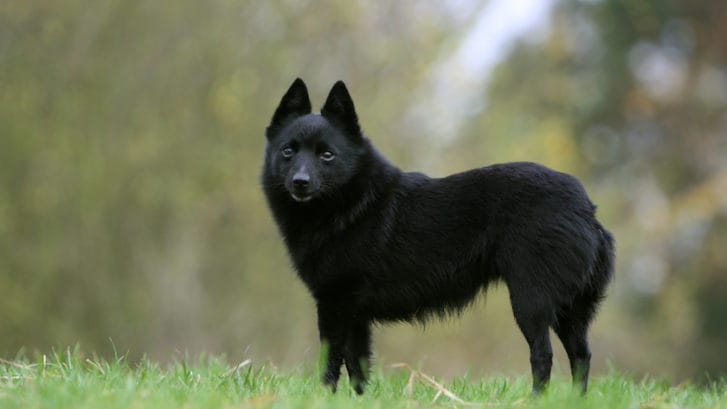 Secondary image of Schipperke dog breed