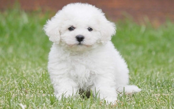 Secondary image of Bichon Frise dog breed