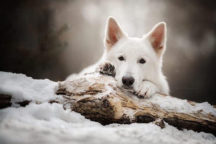 Secondary image of White Shepherd dog breed