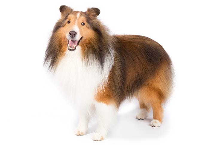 Secondary image of Shetland Sheepdog dog breed