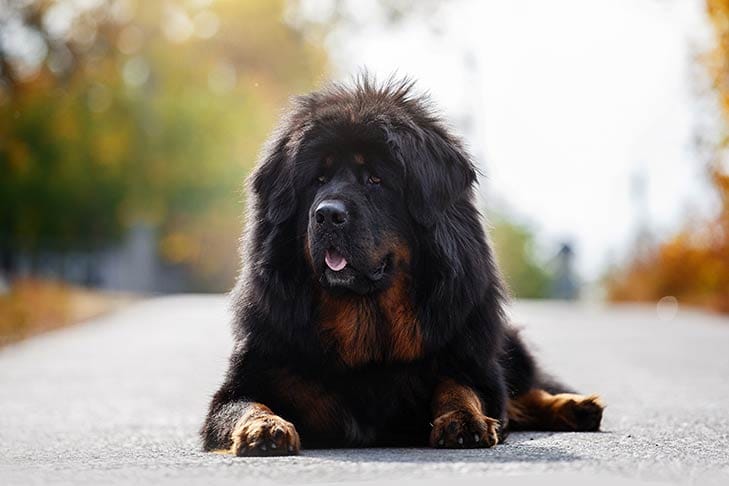 Secondary image of Tibetan Mastiff dog breed