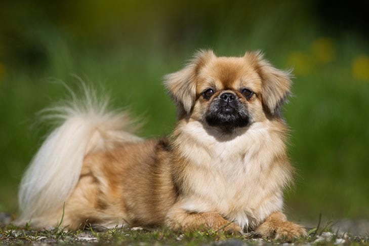 Secondary image of Tibetan Spaniel dog breed