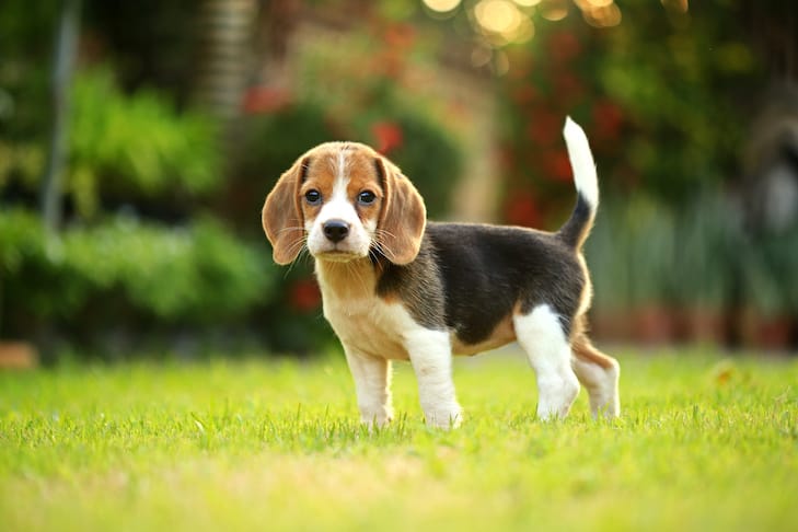 Secondary image of Beagle dog breed