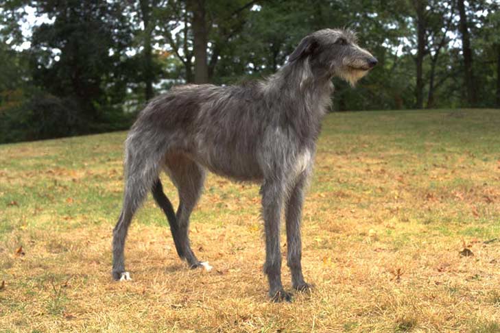 Secondary image of Scottish Deerhound dog breed