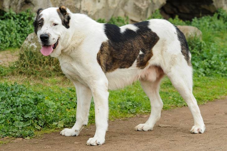 Secondary image of Central Asian Shepherd Dog dog breed