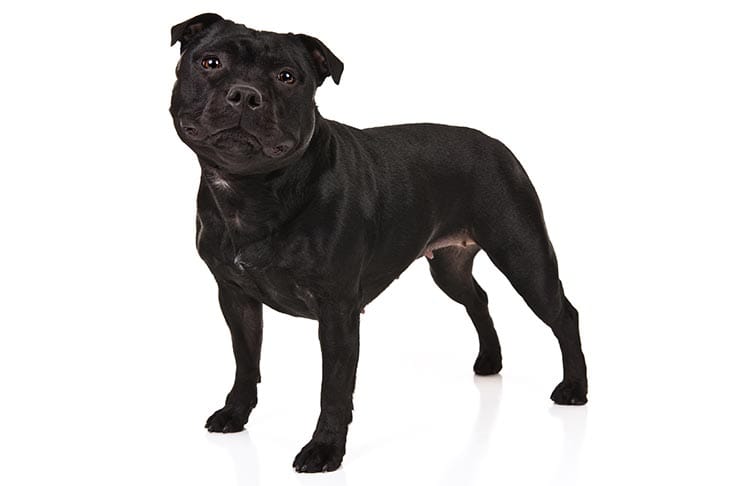 Secondary image of Staffordshire Bull Terrier dog breed