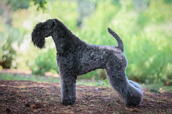 Secondary image of Kerry Blue Terrier dog breed