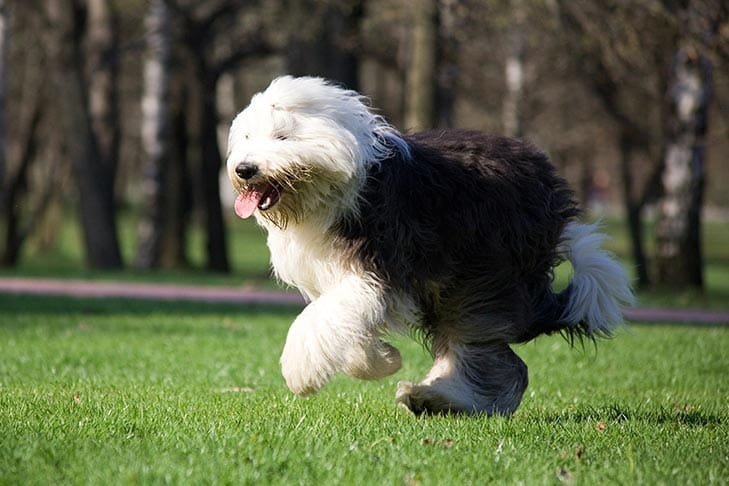 Secondary image of Old English Sheepdog dog breed