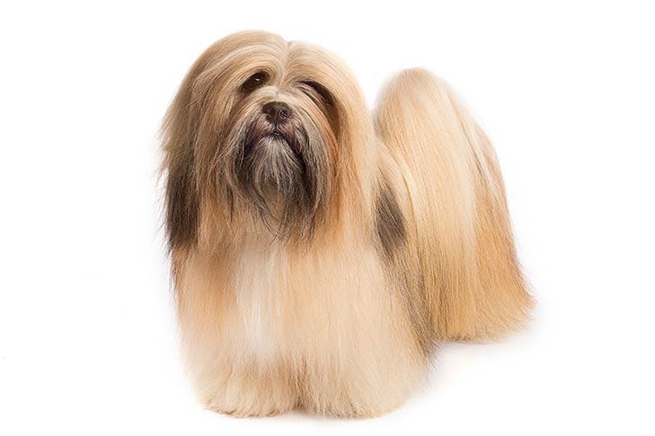 Secondary image of Lhasa Apso dog breed