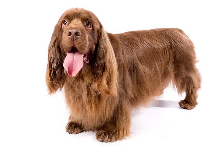 Secondary image of Sussex Spaniel dog breed