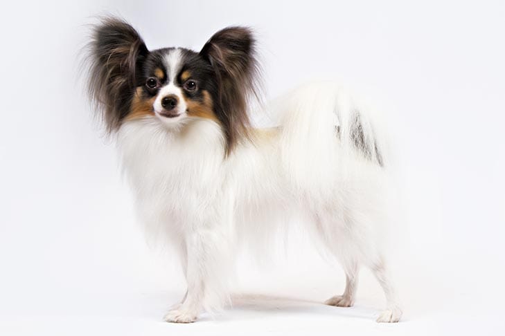 Secondary image of Papillon dog breed