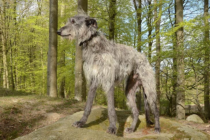 Secondary image of Scottish Deerhound dog breed