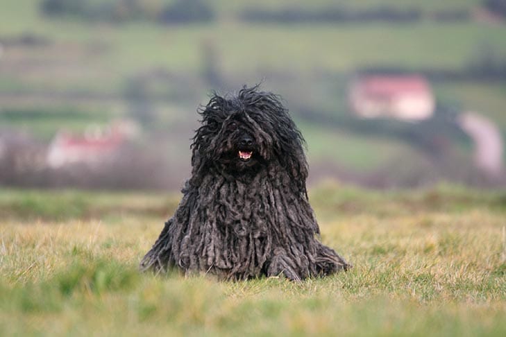 Secondary image of Puli dog breed