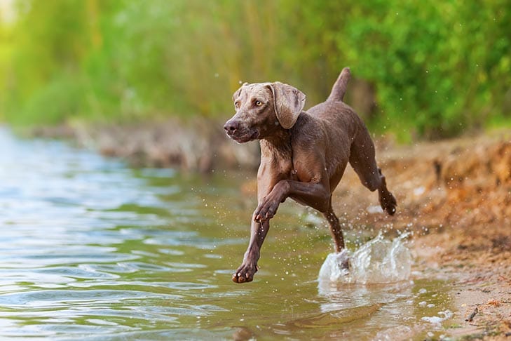 Secondary image of Weimaraner dog breed