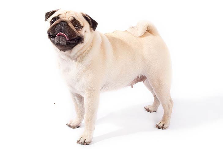 Secondary image of Pug dog breed