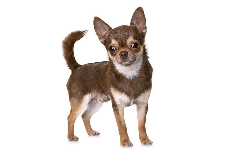 Secondary image of Chihuahua dog breed