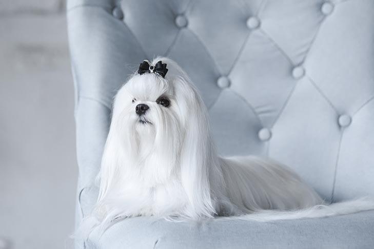 Secondary image of Maltese dog breed