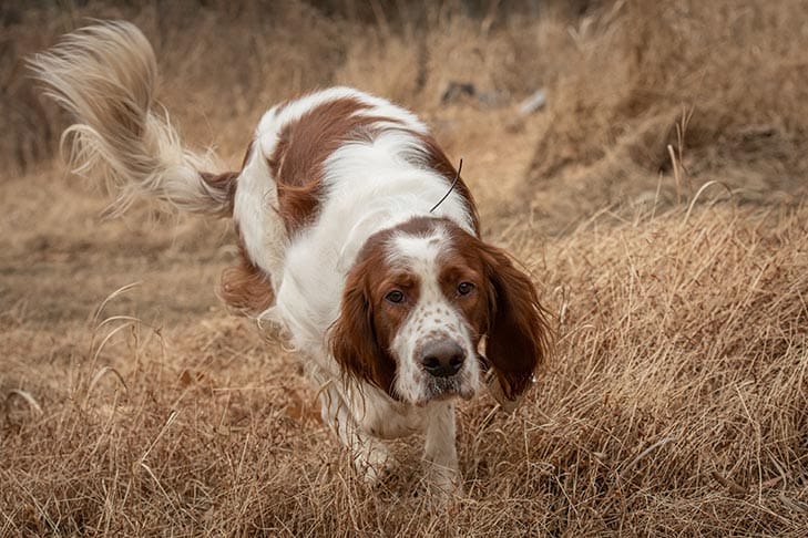 Secondary image of Irish Red and White Setter dog breed