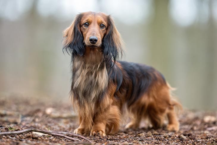 Secondary image of Dachshund dog breed