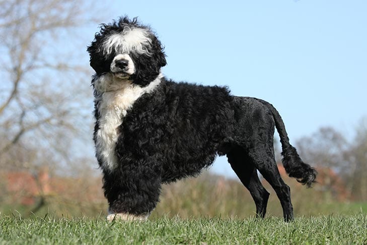 Secondary image of Portuguese Water Dog dog breed