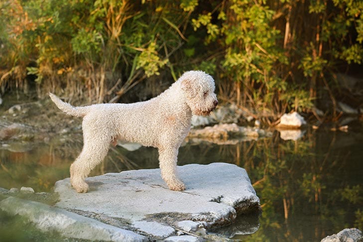 Secondary image of Lagotto Romagnolo dog breed