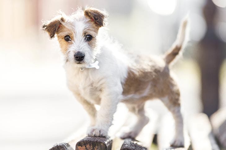 Secondary image of Kromfohrlander dog breed