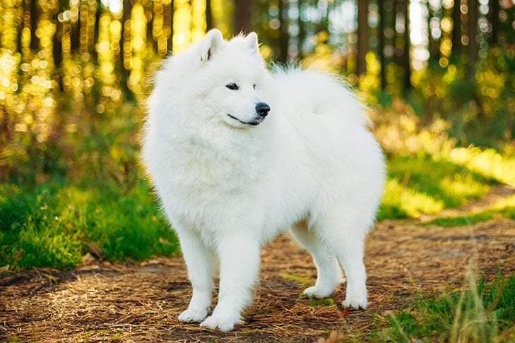 Secondary image of Samoyed dog breed