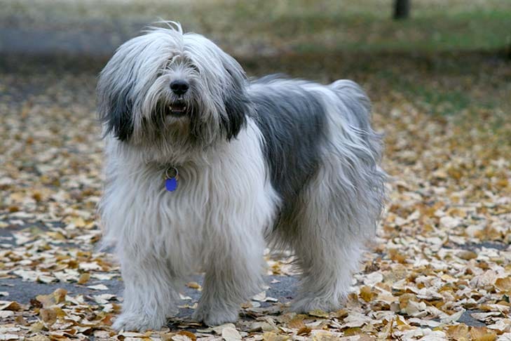 Secondary image of Polish Lowland Sheepdog dog breed