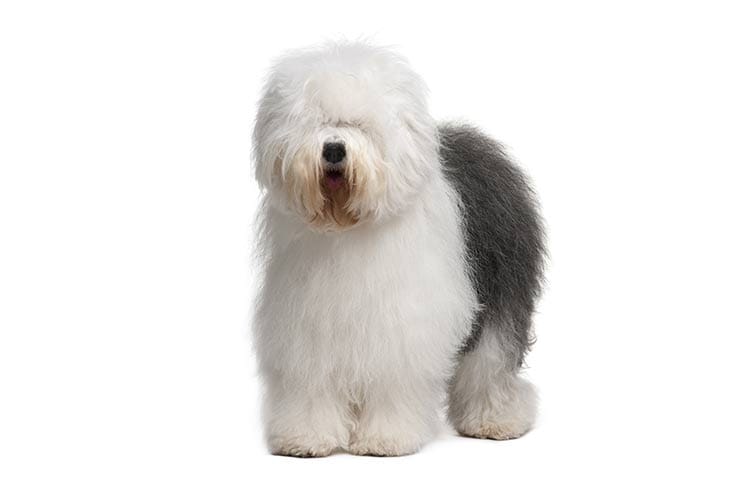 Secondary image of Old English Sheepdog dog breed